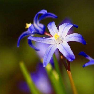 火狐官网app下载